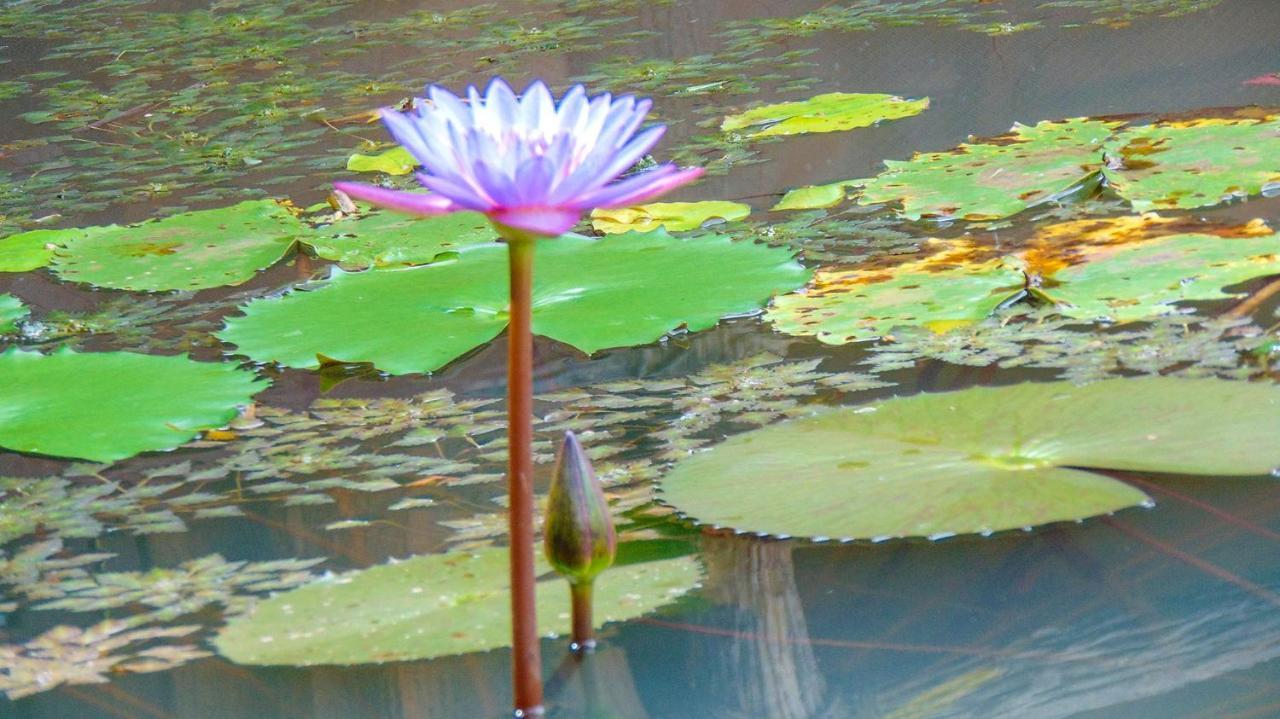 Sigiriya Water Cottage Экстерьер фото